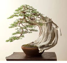 a bonsai tree in a pot on a table