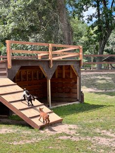 two dogs are playing in the yard with each other and one dog is running down the stairs