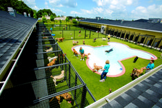 several dogs and cats are in an enclosed area near a swimming pool with a fence around it