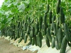 many cucumbers are growing in the garden