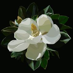 a white flower with green leaves on a black background