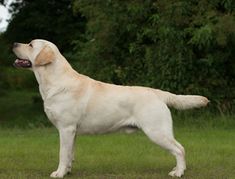 a large white dog standing on top of a lush green field