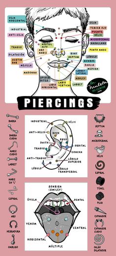 an info sheet showing the different types of teeth and gums in each region of the mouth