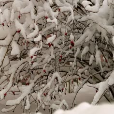 snow covered branches with red berries on them