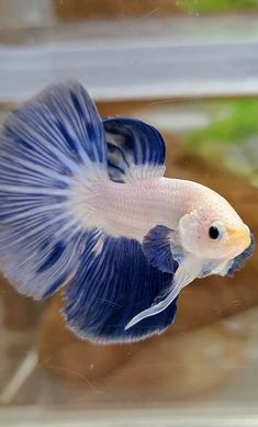 a blue and white fish in an aquarium