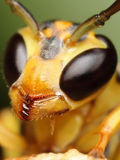 a close up view of the head and eyes of a fly