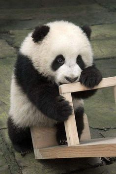 a panda bear sitting on top of a wooden chair with his paws on the edge