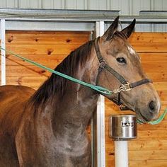 a brown horse standing in front of a stable door with a bridle on it's head