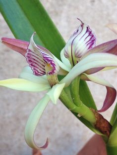 a close up of a flower on a plant