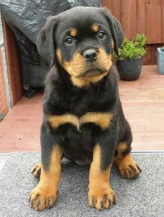 a black and brown puppy sitting on the ground