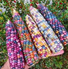 colorful corn is being held by someone's hand