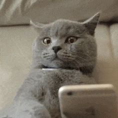 a gray cat sitting on top of a couch next to a tablet computer screen and looking up