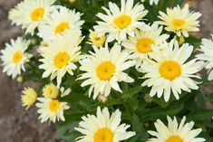 white and yellow flowers with green leaves in the foreground, closeup view from above