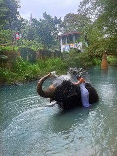 an elephant in the water with a woman on its back