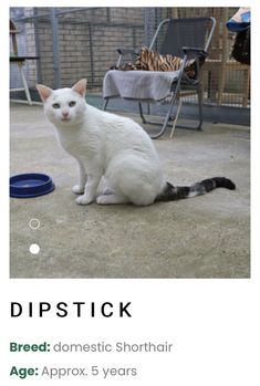 a white cat sitting on the ground next to a blue bowl and chair with words dispsick above it