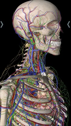 an image of the human body with many branches and blood vessels attached to its neck