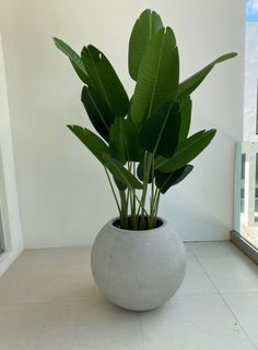 home decor, flower, green, summer Fall Outdoor Planter Ideas, Fall Containers Planters, Palm Plant Indoor, Indoor Planters Pots, Fall Potted Plants, Indoor Palm Plants, Shade Plants Container, Fall Container Plants, Plants For Shade