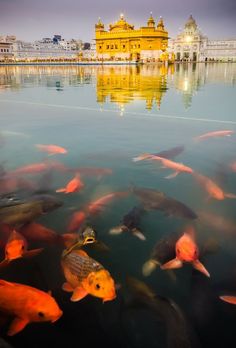 many fish are swimming in the water near a building with golden domes on it's roof