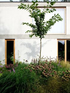 a white building with lots of windows and plants growing in front of the window sill