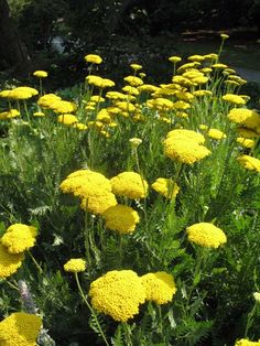 many yellow flowers are growing in the grass