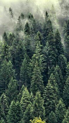 the trees are very tall and green in the foggy forest, with some yellow flowers growing on them