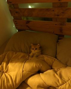 a small kitten sitting on top of a comforter in a bed under a wooden headboard