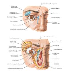 an image of the anatomy of the eye and part of the nose with labels on it