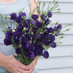 a woman holding a bouquet of purple flowers