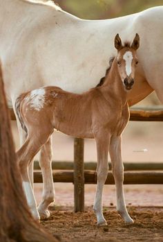 a baby horse standing next to an adult horse