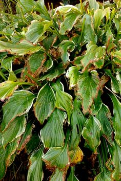 a plant with lots of green leaves on it