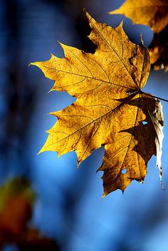 a yellow leaf hanging from a tree branch with blue sky in the backround