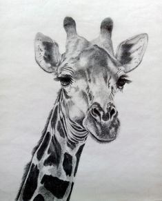 a pencil drawing of a giraffe's head and neck, looking straight ahead