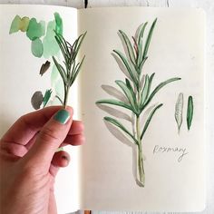 a hand holding an open book with watercolor drawings on it and plants in the pages