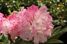 pink flowers are blooming in the garden