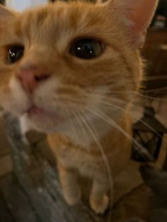 an orange cat looking at the camera while standing on a wooden bench with its mouth open