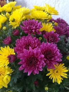 a bunch of flowers that are sitting in the grass