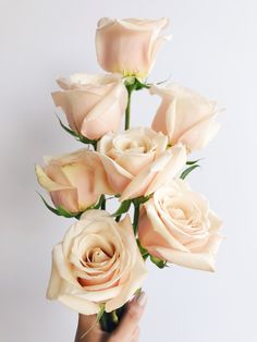 a hand holding a bouquet of white roses