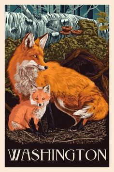 the rocky mountain national park poster features two foxes