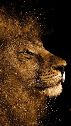 a close up of a lion's face with its eyes closed and water droplets all over it