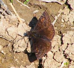 a brown and black butterfly sitting on the ground