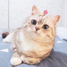 a cat laying on top of a bed with a flower in it's hair