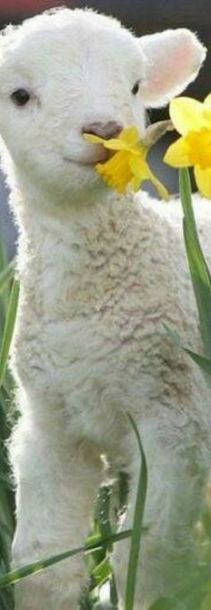 a baby lamb is standing in the grass and eating some yellow daffodils