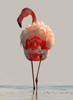 a pink flamingo standing in the water with its head turned to look like it is floating