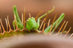 a green insect sitting on top of a leaf