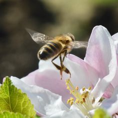 a bee flying over a pink flower with green leaves