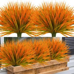 three orange plants in wooden planters on a window sill