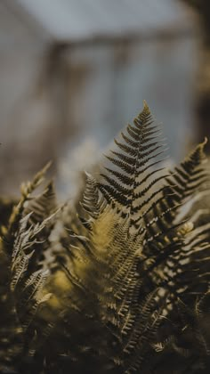 fern leaves in the foreground with a house in the background