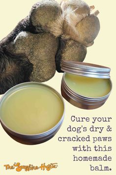 an image of a dog's paw next to a jar of balm