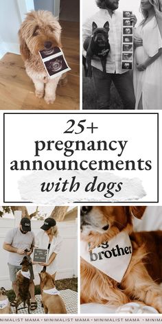 a collage of photos with the words 25 + pregancy announcements with dogs