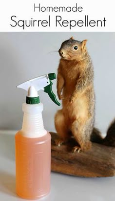 the squirrel spray bottle is being used as a repellent for this animal's habitat